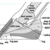 Side view of the hoof